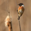 Brambornicek cernohlavy - Saxicola torquatus - Stonechat 1296